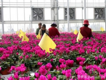 扬州高邮：每天发货30万株，花工厂绽放乡村振兴致富花