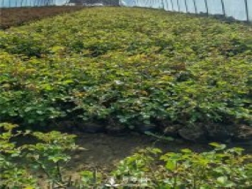 各类盆栽月季上市，南阳杯苗基地全国批发中