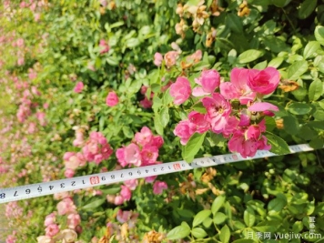 安吉拉月季盆栽苗，60厘米高基地发货