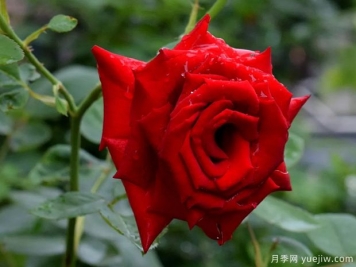 2023年情人节十大玫瑰品种销量榜，卡罗拉位居首位