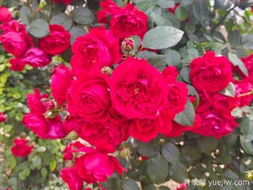 6款红色系的藤本月季品种，适合打造网红花墙