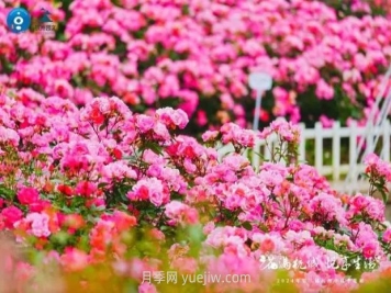 2024年第二届杭州市月季花展举办，赏500万株月季