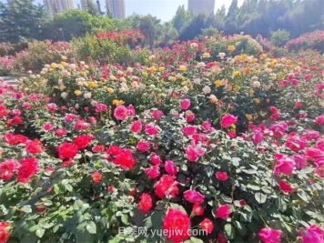 郑州月季公园40万株月季竞相绽放，感受花漾生活