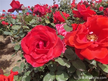 月季、玫瑰、蔷薇分别是什么？如何区别？