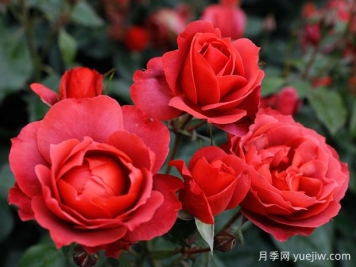 21朵玫瑰：不只是浪漫，还藏着这些深意