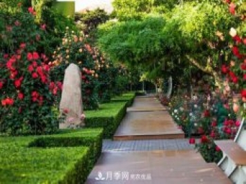 秦皇岛适合养月季花，市花和市树是什么